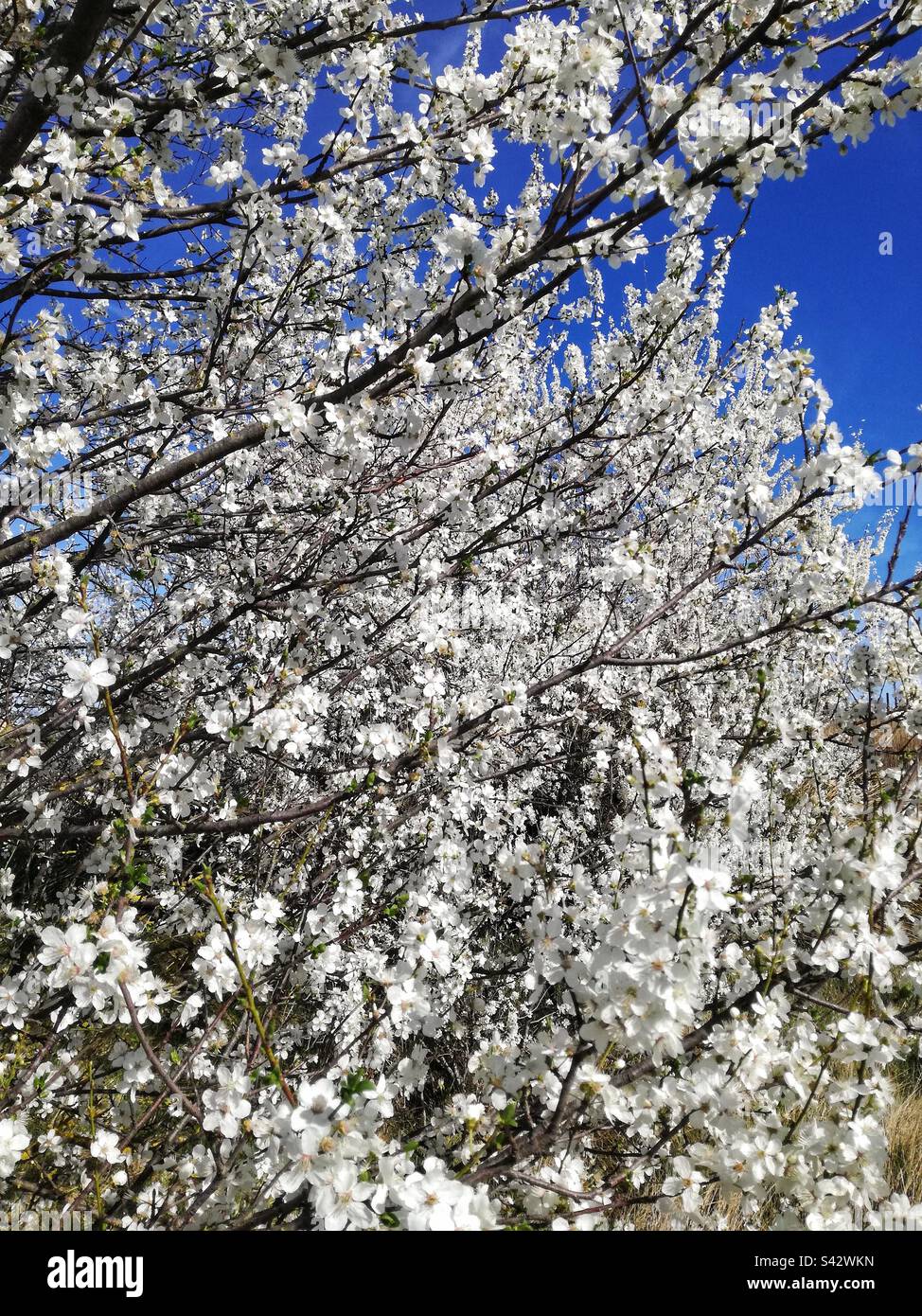 Sour cherry in blossom - Smartphone Captured Stock Image