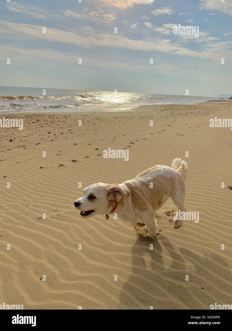 White cavapoo hi-res stock photography and images - Alamy