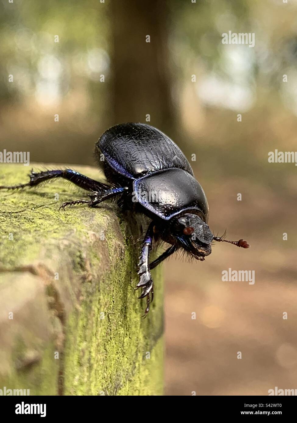 Anoplotrupes stercorosus, the dor beetle, close up crawling over a wooden post in the new forest, England Stock Photo