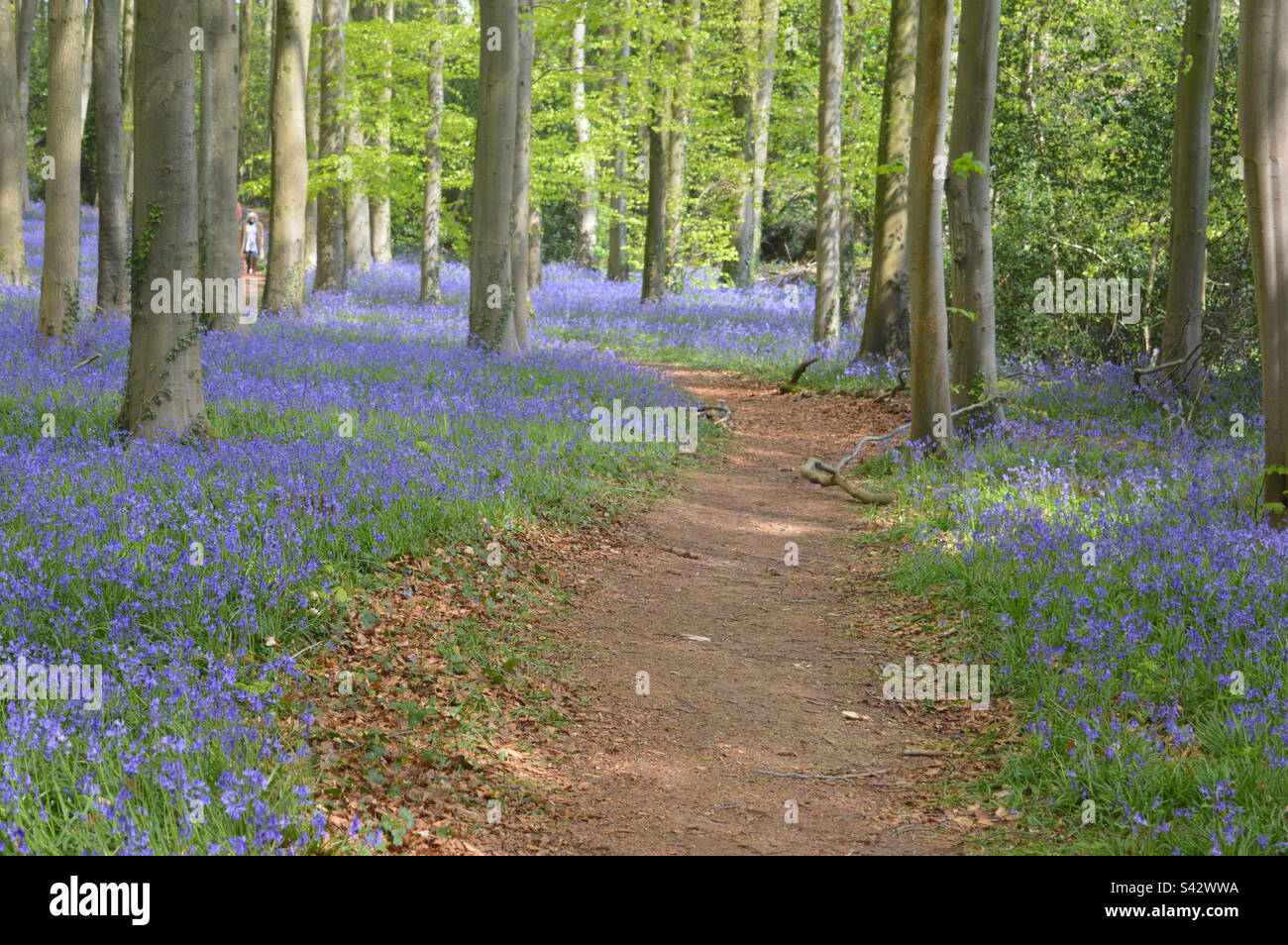 Bluebell Carpet, Goblin Combe, North Somerset Stock Photo Alamy