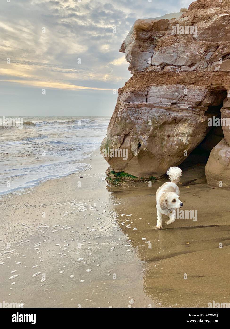 Cute little cavapoo dog explores the caves on the beach in the Isle of Wight Stock Photo