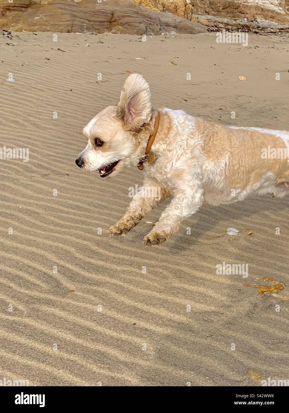 Happy little cavapoo pet dog jumping on the beach in excitement Stock