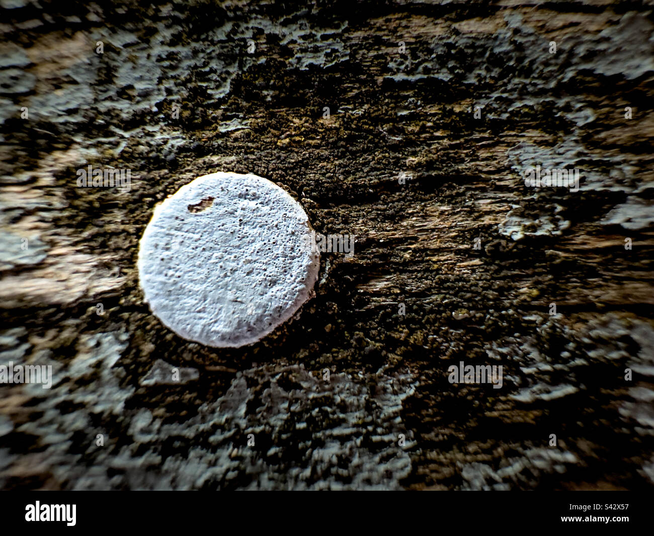 Old painted nail in weathered outdoor deck wood in need of repaint and