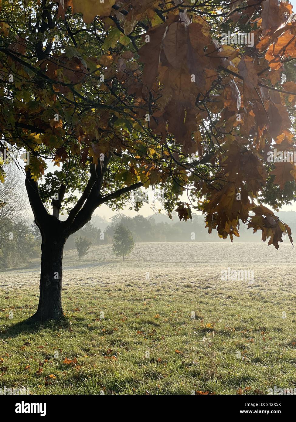 Lovely tree in the field - Smartphone Captured Stock Image