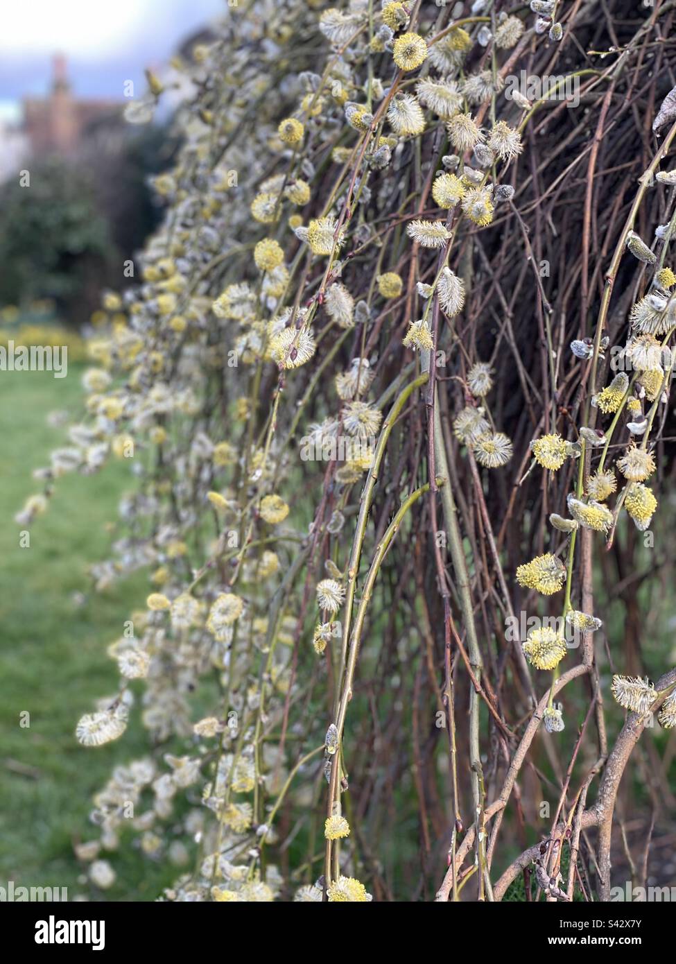 Weeping willow - Smartphone Captured Stock Image