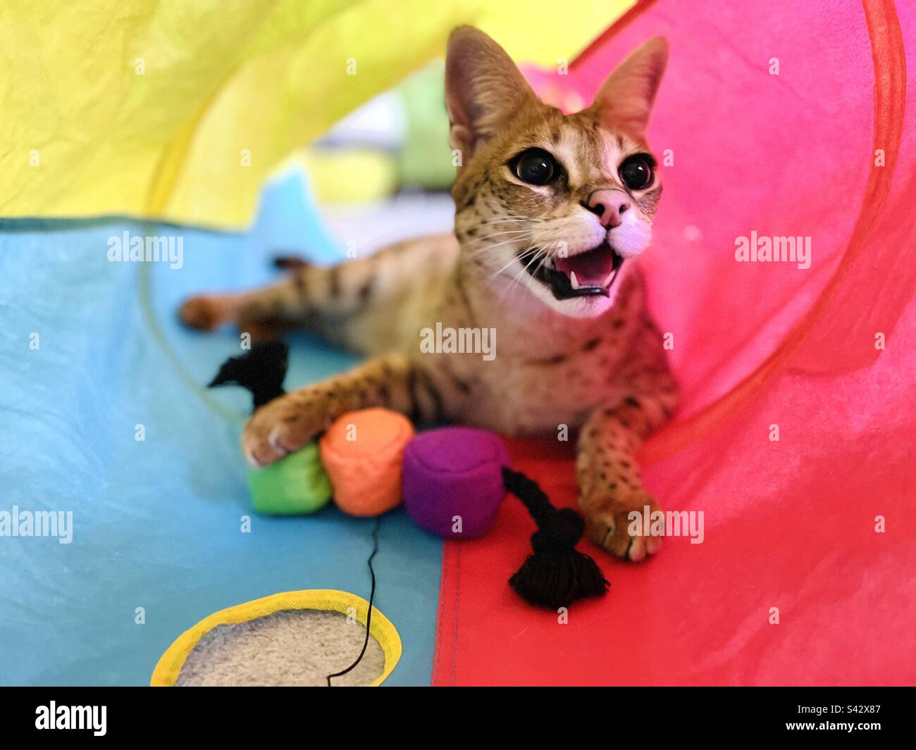chip-in-the-dojo-stock-photo-alamy