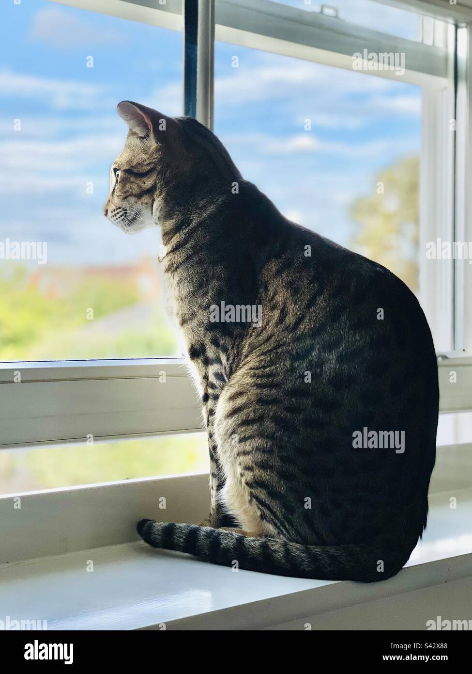 Benjamin the cat watching squirrels in the garden - Smartphone Captured Stock Image