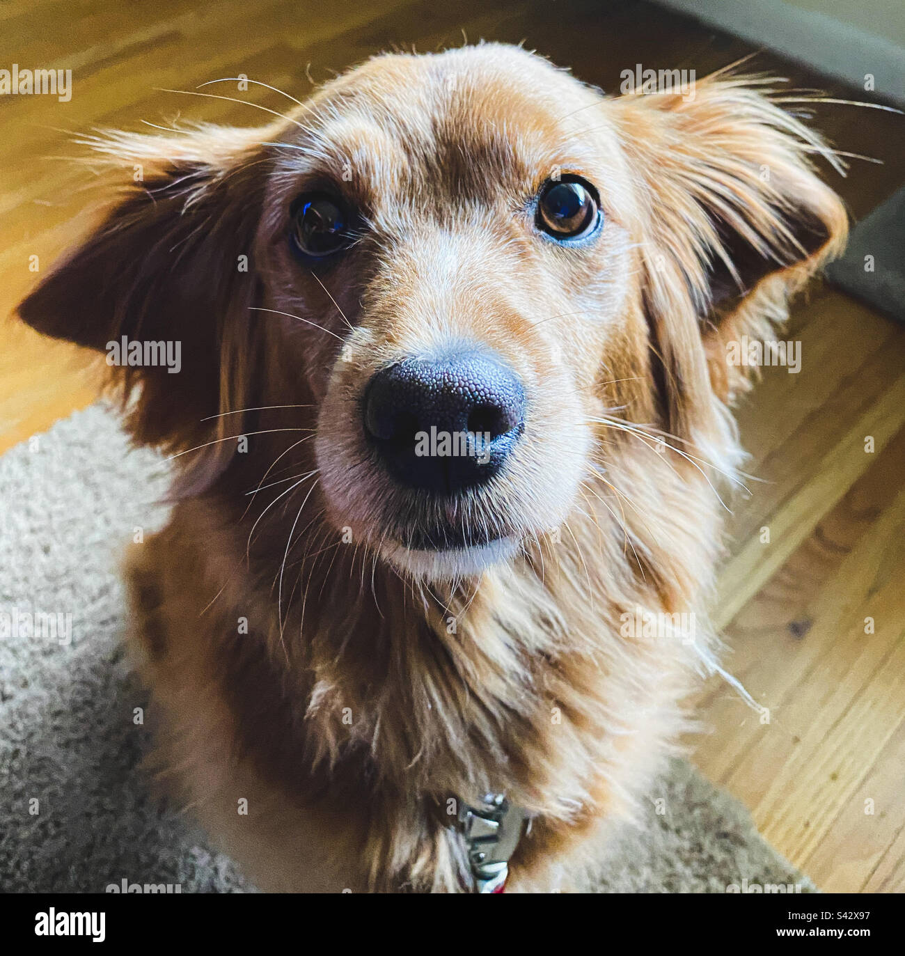 Adorable beggar Stock Photo