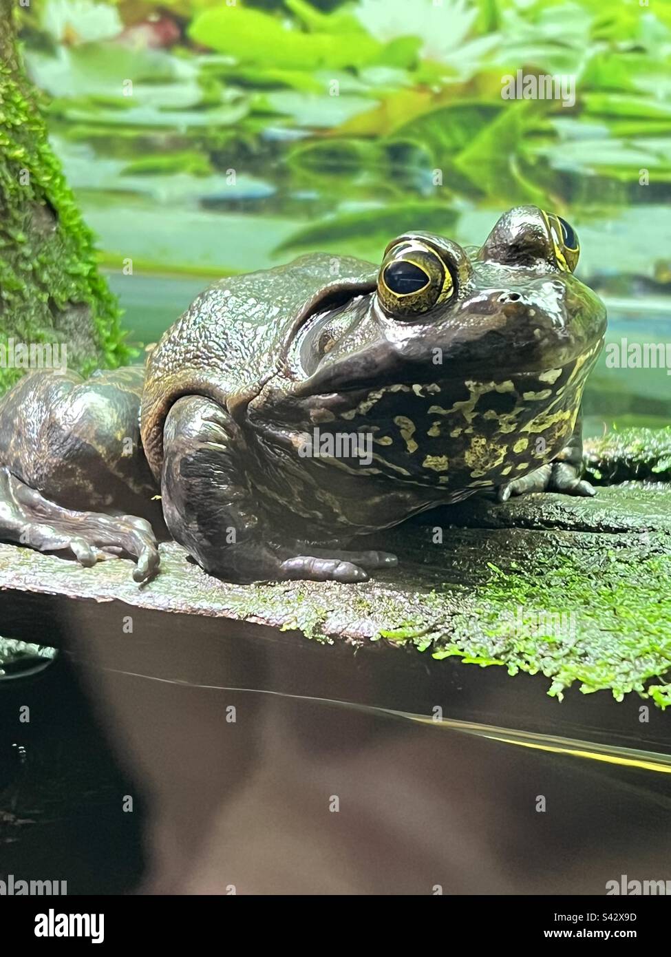 Frog in his environment taking in surroundings Stock Photo Alamy