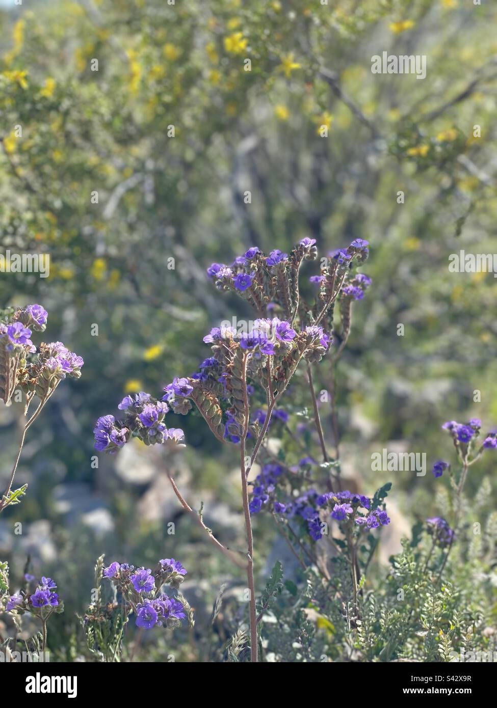 Portrait purple heliotrope, Phacelia Crenulata, scorpionweed, backdrop of yellow creosote bush, Sonoran desert, Phoenix Mountains Preserve, Arizona Stock Photo