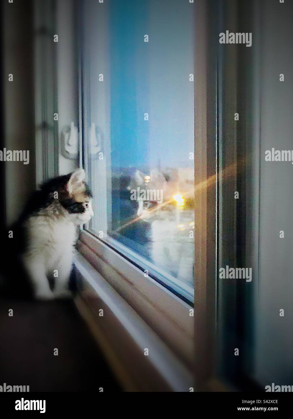 Staring Window Kitten staring out the window Stock Photo - Alamy