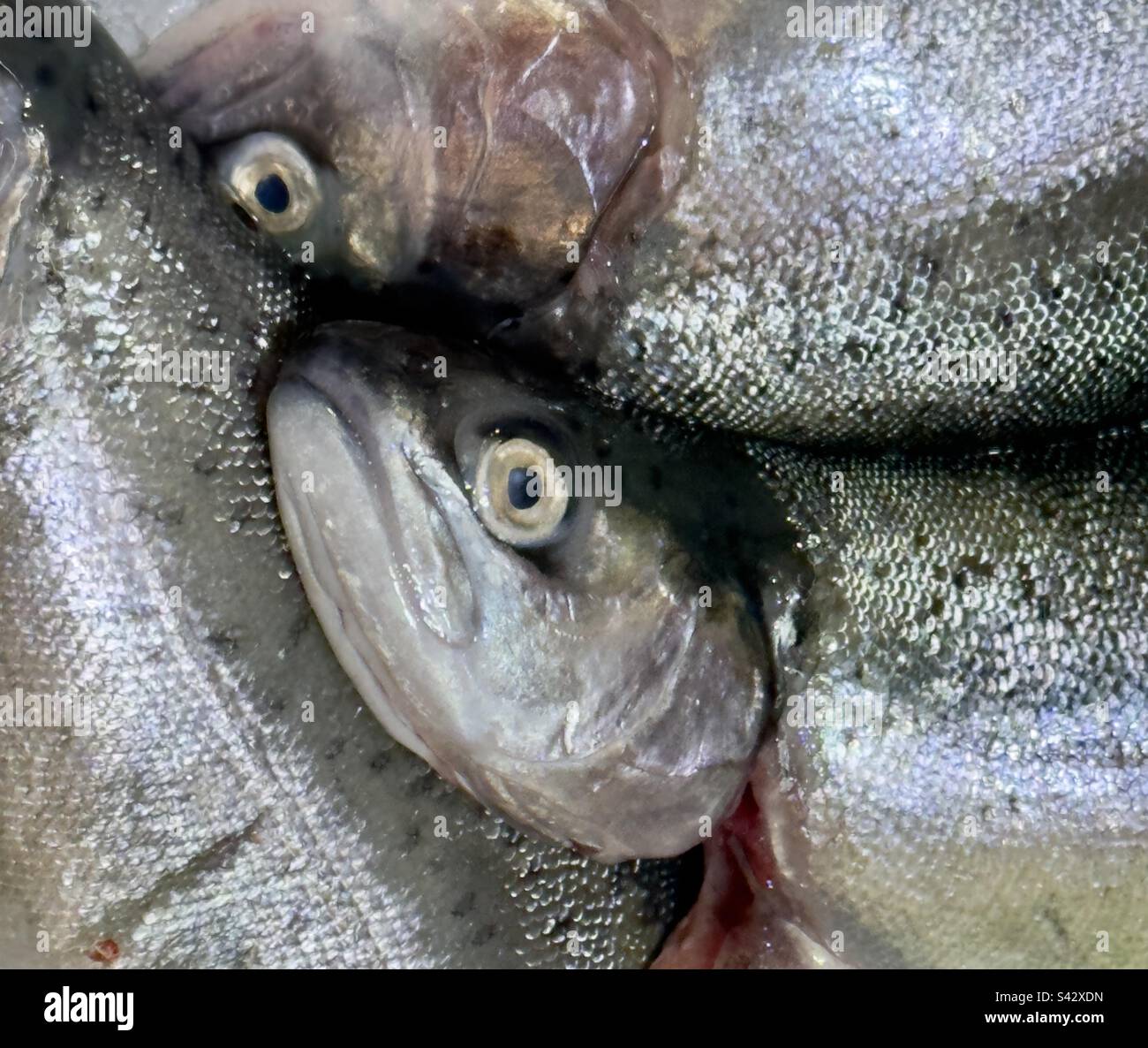 The head of a glum looking trout on a Warwickshire fishmongers slab - Smartphone Captured Stock Image