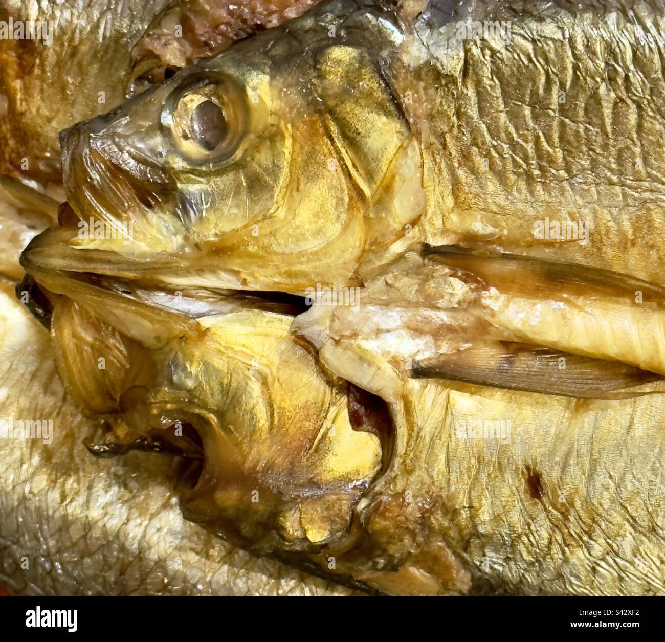 The head of a pair of kippers, beautifully golden, on a Warwickshire fishmongers slab - Smartphone Captured Stock Image