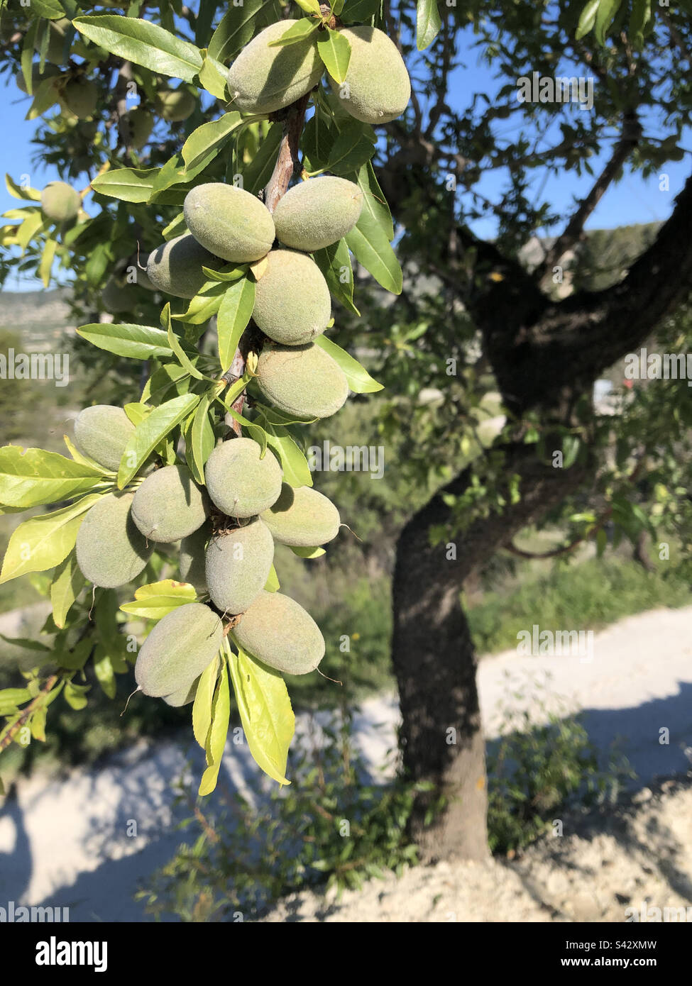 Organic almonds ripening on tree, Alicante Province, Spain - Smartphone Captured Stock Image