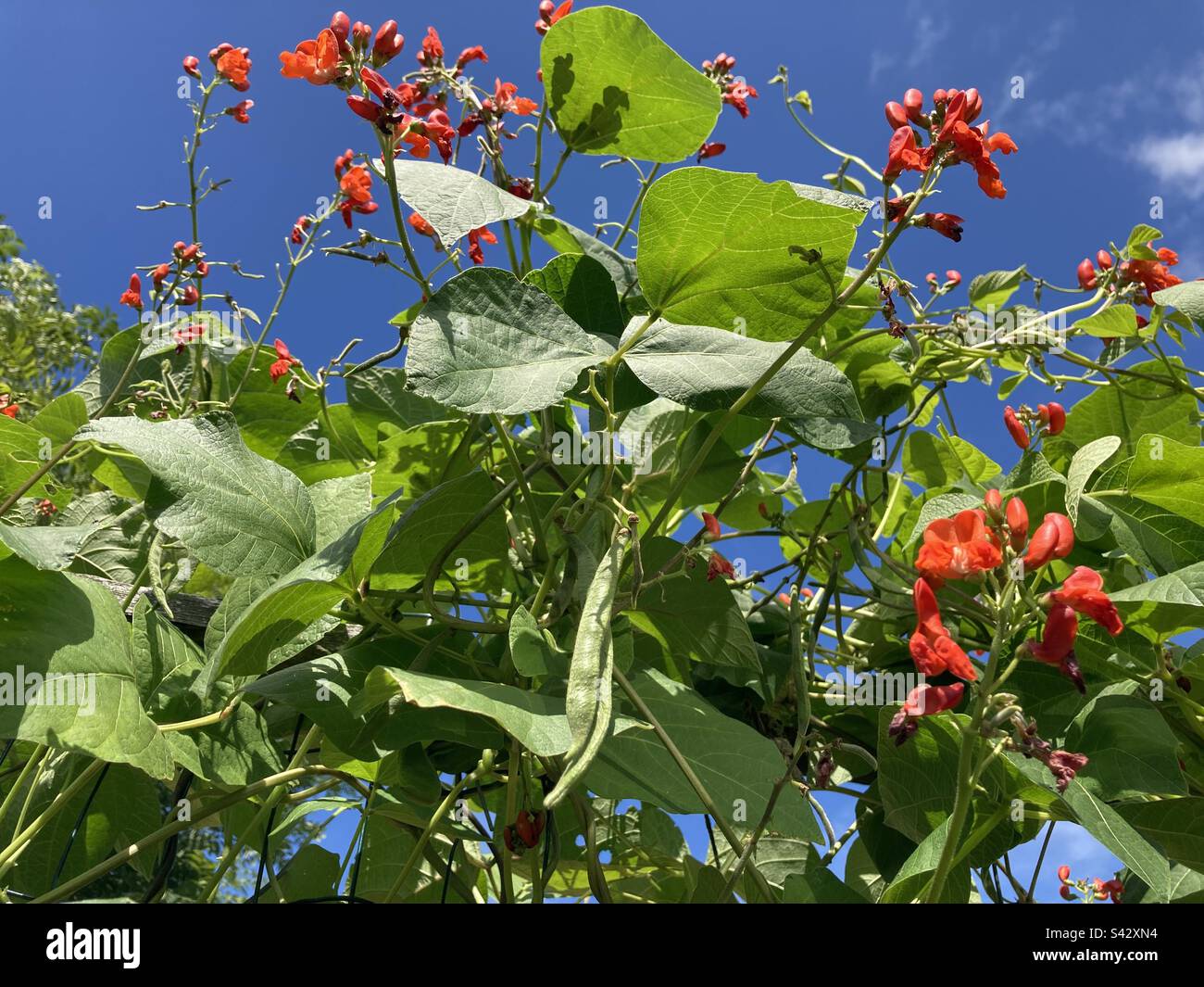 Fresh, organic Scarlet Runner beans and flowers against blue sky Stock Photo