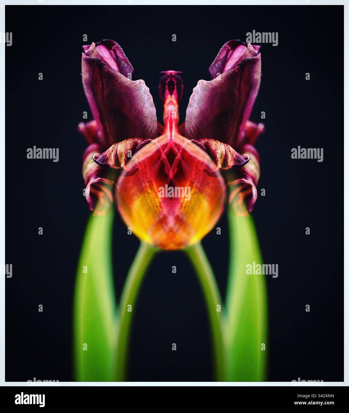 Digital nature art hi-res stock photography and images - Alamy