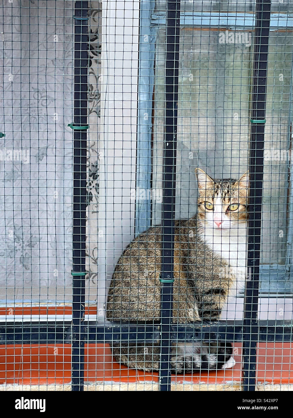 Tabby and white cat in a window. - Smartphone Captured Stock Image