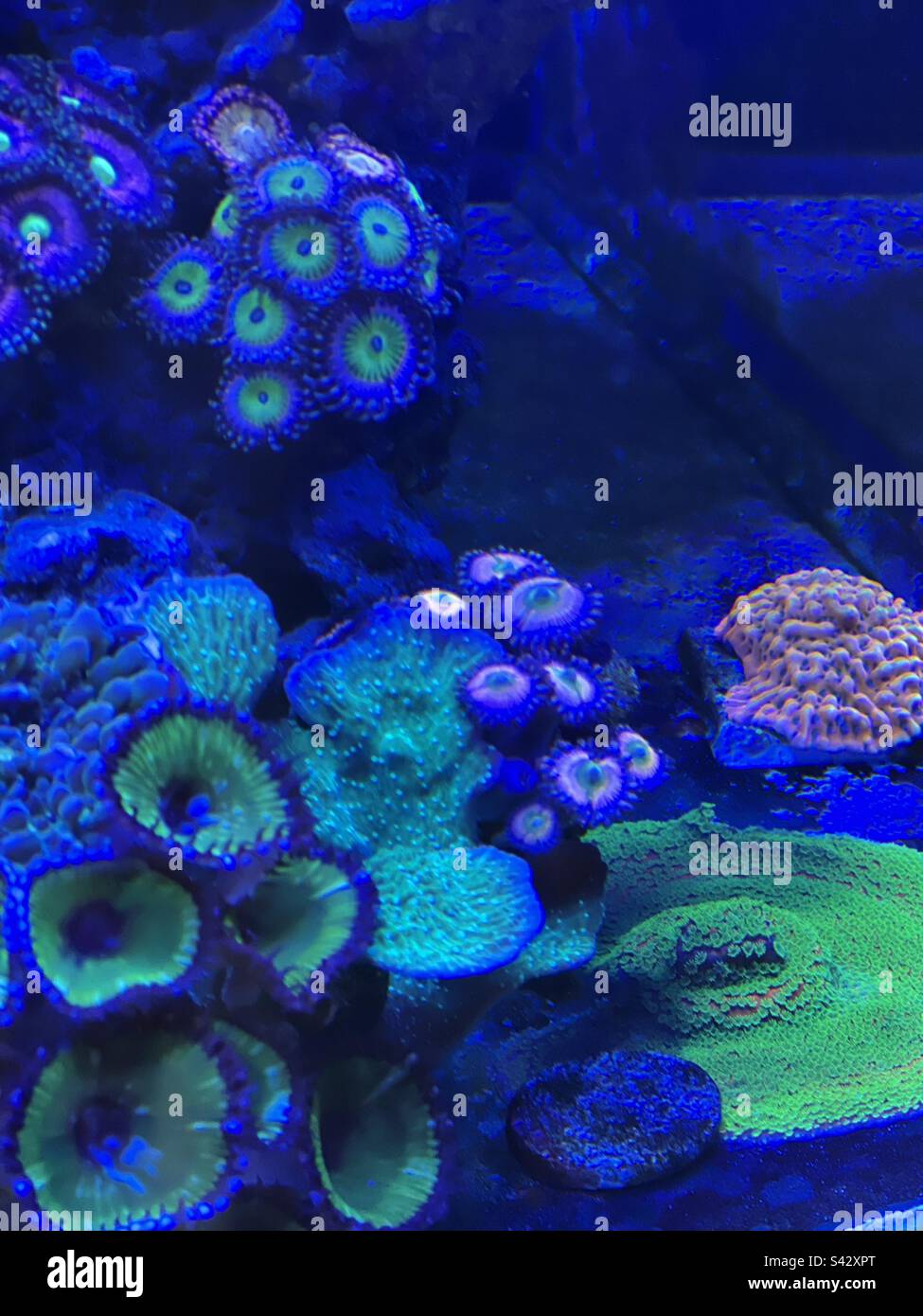 Tropical sea water fish tank multicoloured corals Stock Photo