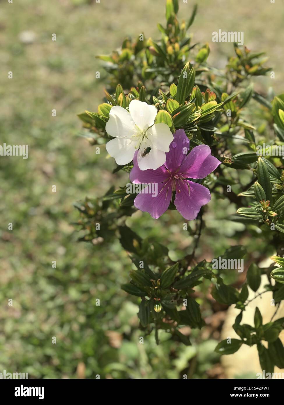 Flor do manacá Stock Photo - Alamy