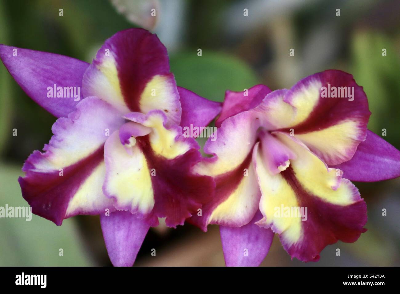 Wonderful orchid of mixed color. Brazil Stock Photo