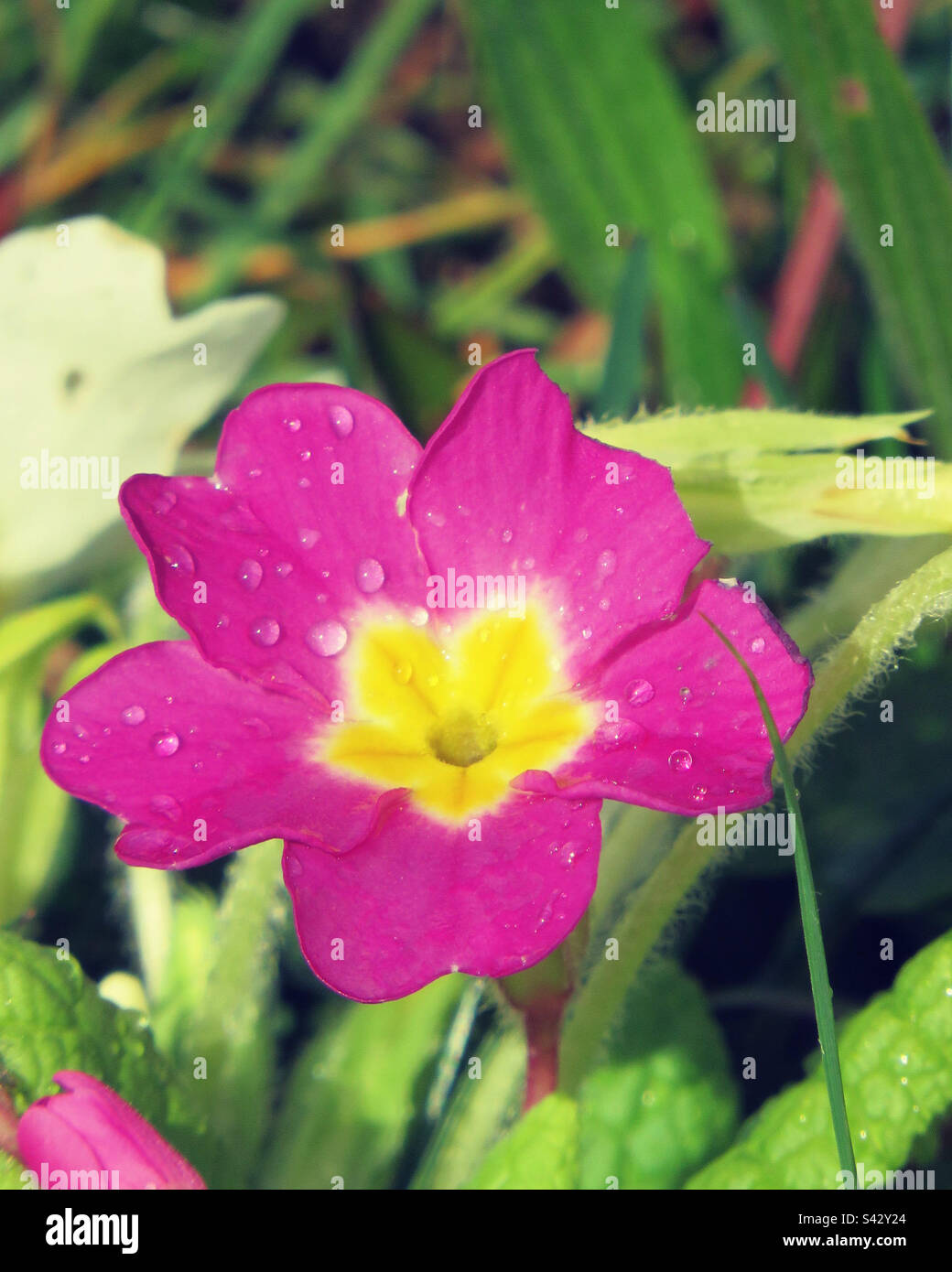 Primrose after the rain - Smartphone Captured Stock Image