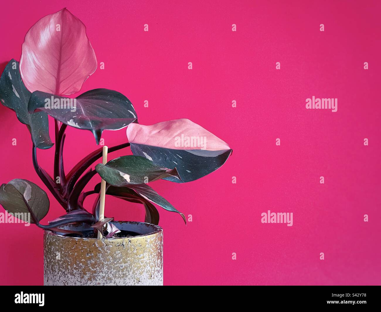 Pink princess philodendron houseplant in pot on pink background. - Smartphone Captured Stock Image