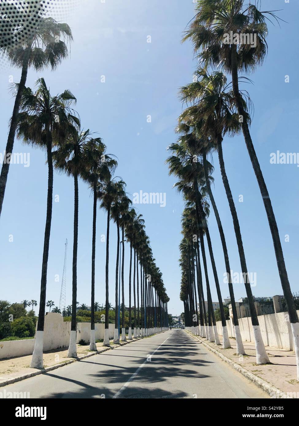 Palm trees avenue Stock Photo Alamy