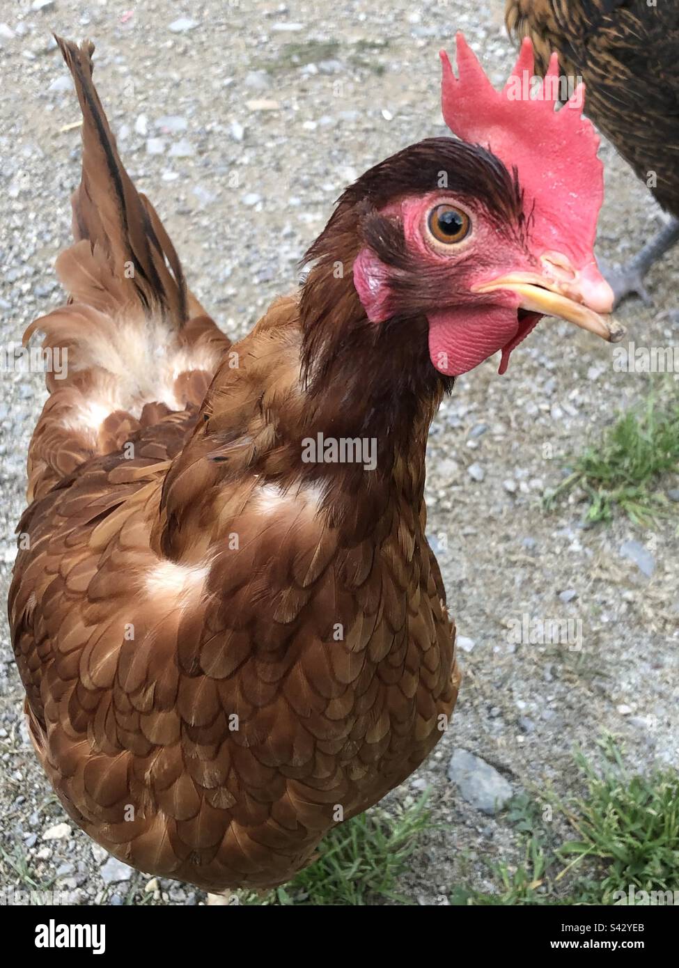Hen with broken beak Stock Photo Alamy