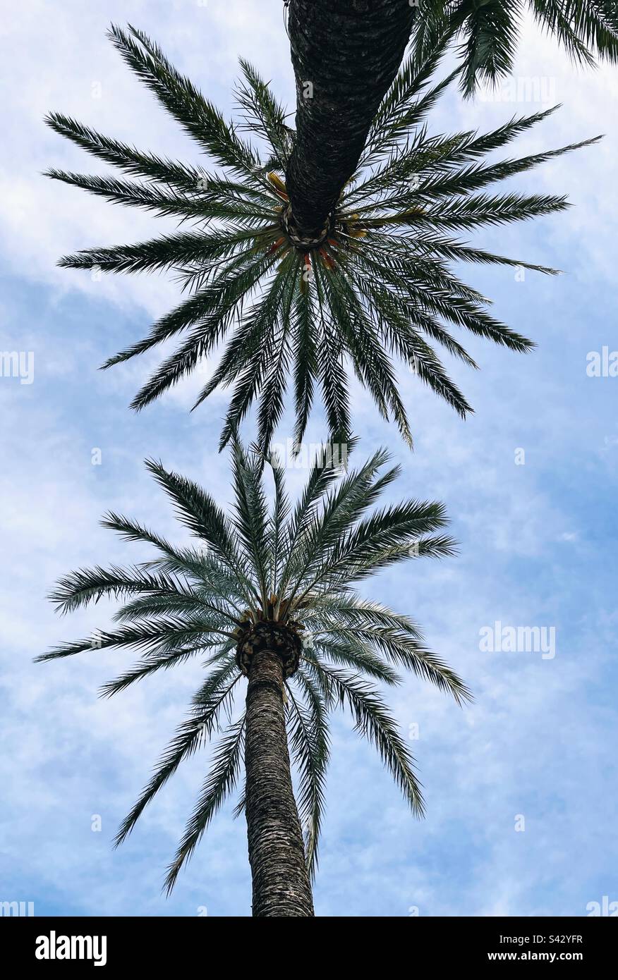 Palm trees in a blue sky - Smartphone Captured Stock Image