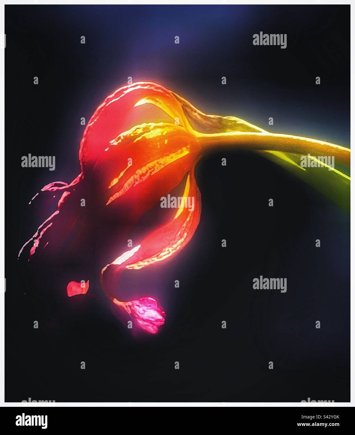 Faded tulip - Smartphone Captured Stock Image