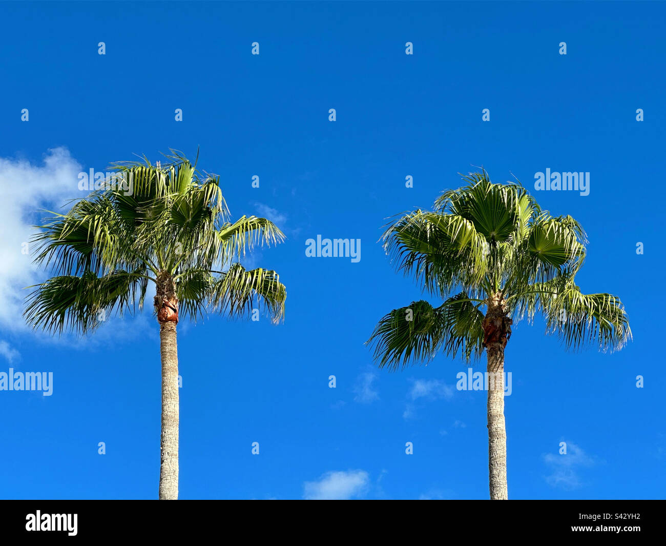 Palm trees against a blue sky Stock Photo