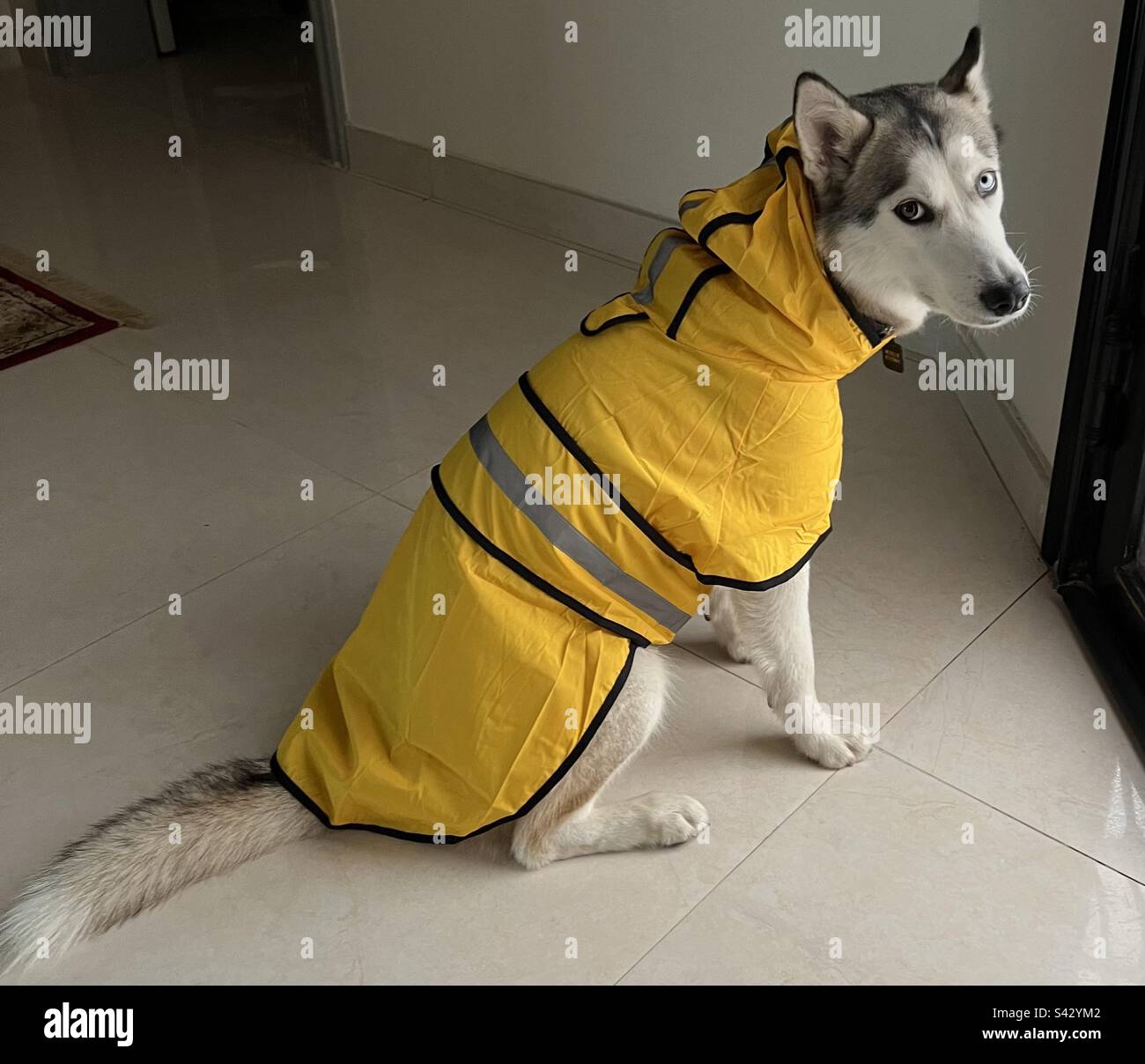 Husky with her new raincoat Stock Photo Alamy