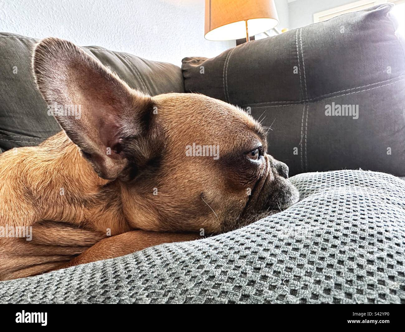 A French Bulldog lying on a couch Stock Photo Alamy