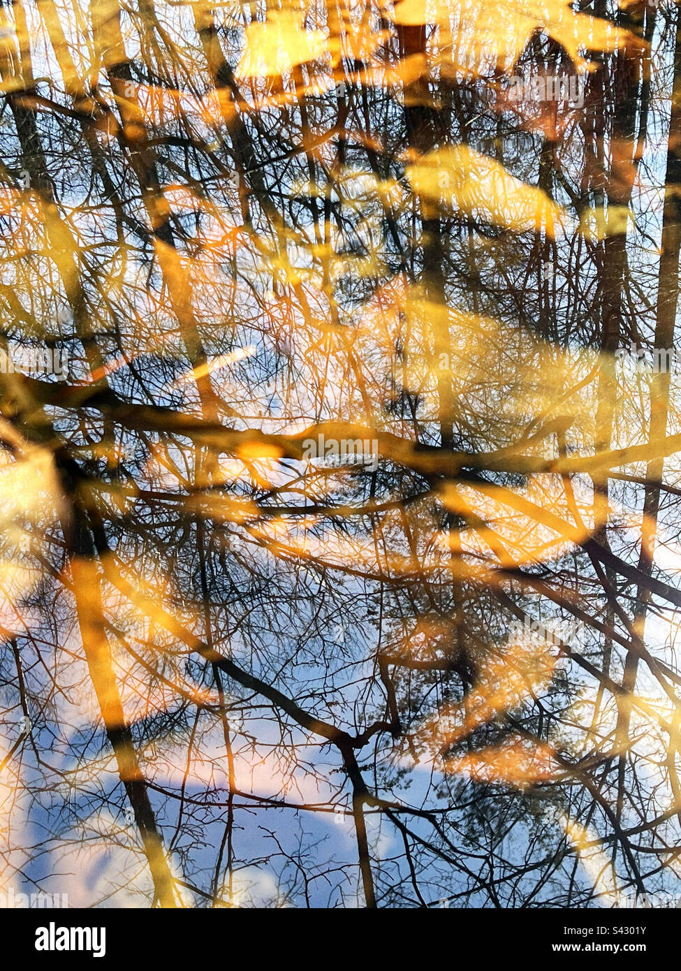 Reflections in a woodland pond in New Jersey, USA. Stock Photo
