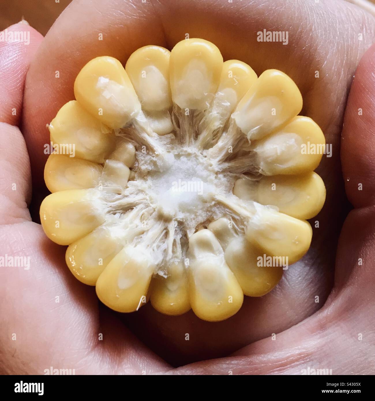 Hand holding corn on cob cross section Stock Photo Alamy
