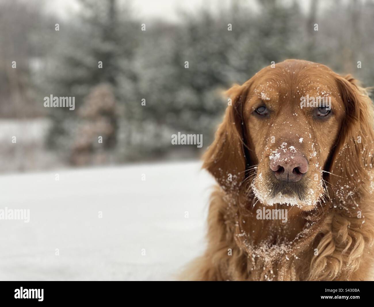 Powdered sugar face Stock Photo Alamy
