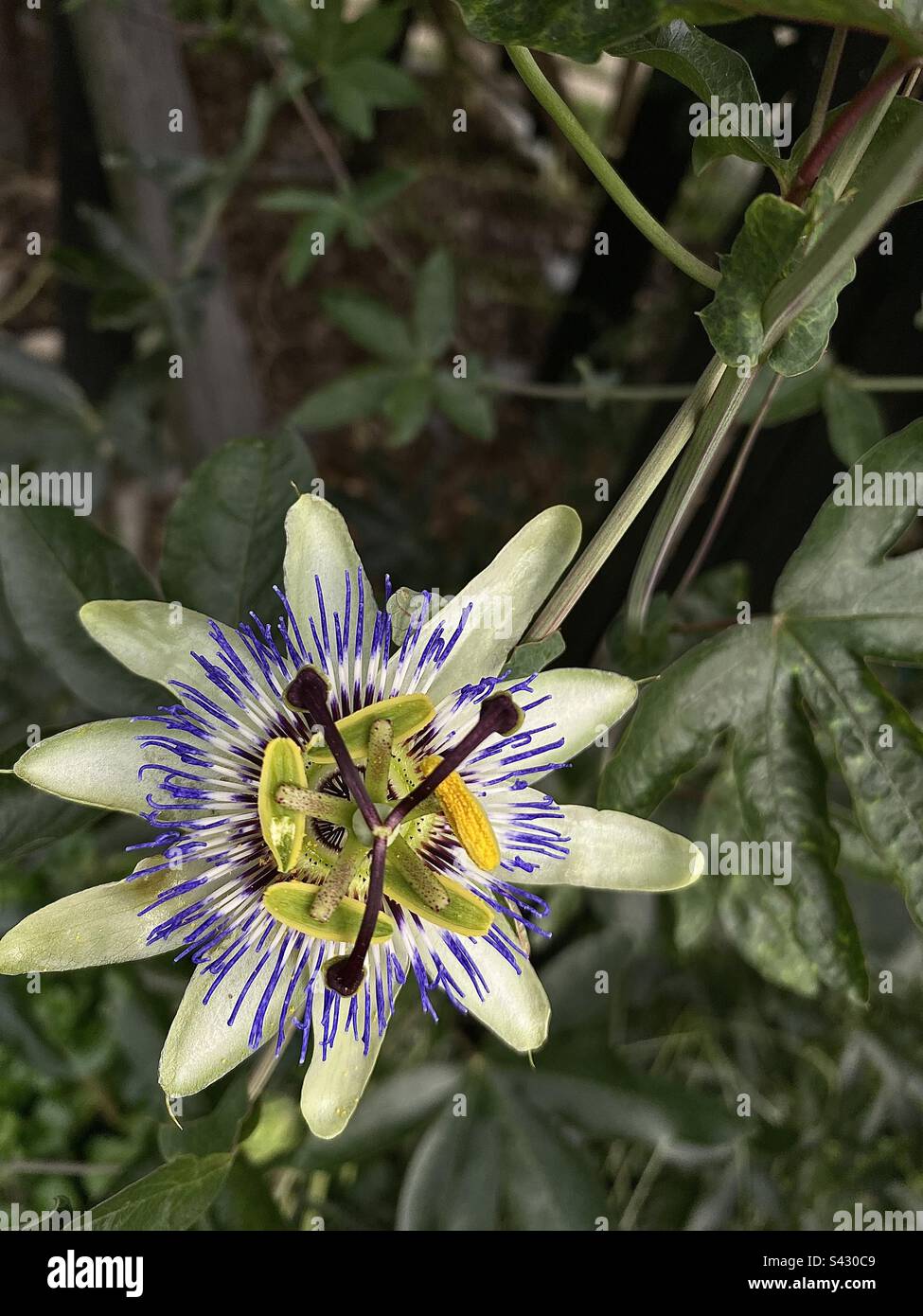 Blue passion flower (Passiflora caerulea Stock Photo Alamy