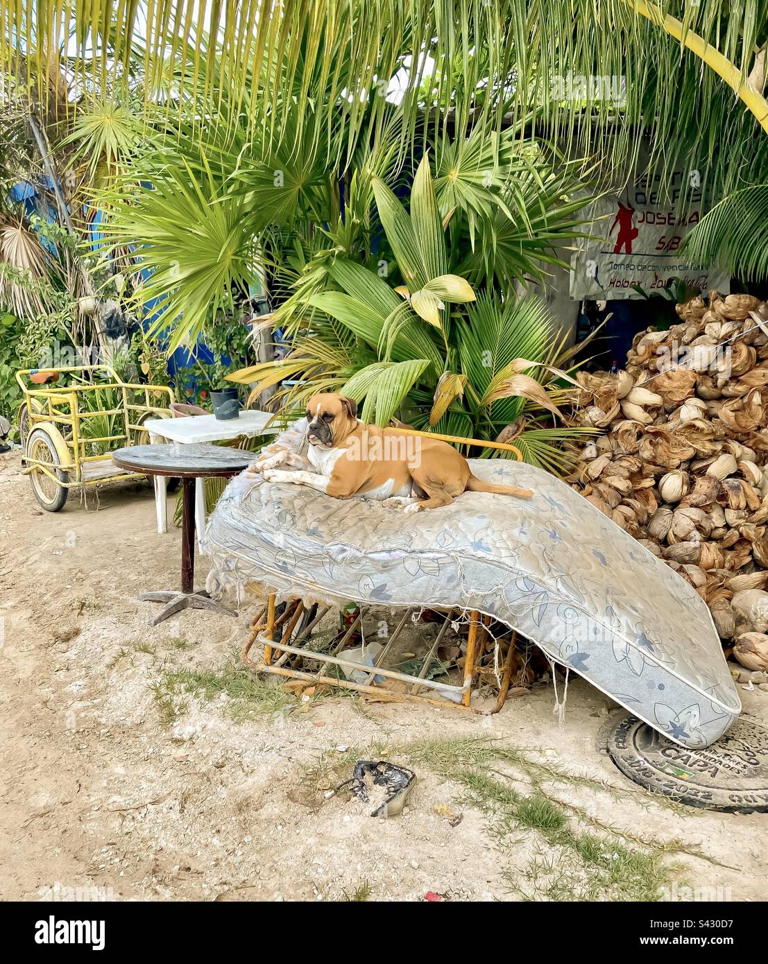 A dog just chillin' on an old mattress. - Smartphone Captured Stock Image