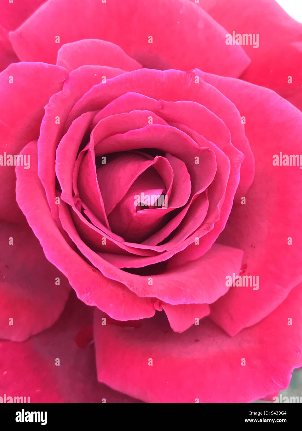 Red rose. Close view. - Smartphone Captured Stock Image