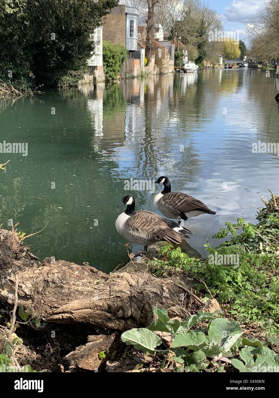 Daily walk along river Lee in Ware. Don’t forget bread for the birds. - Smartphone Captured Stock Image Daily walk along river Lee in Ware. Don’t forget bread for the birds. - Smartphone Captured Stock Image