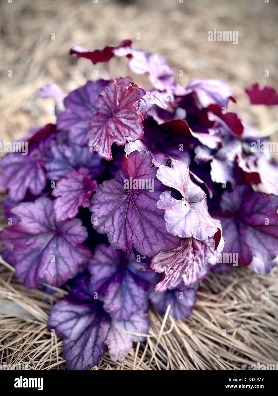 Close up of vibrant leaves of Coral bell Heucheras Stock Photo
