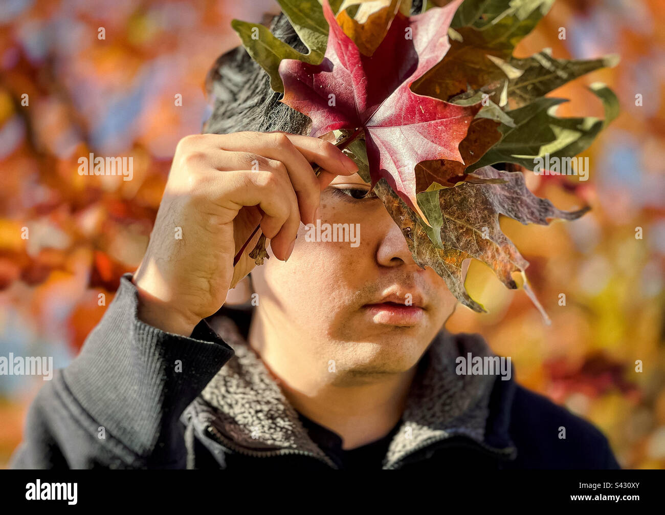 Portrait of young Asian man holding a sheaf of autumn leaves in front of his face. - Smartphone Captured Stock Image