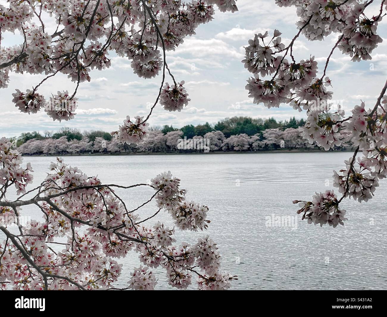 Flowering cherry blossom trees around the Tidal Basin in Washington, D.C. Stock Photo