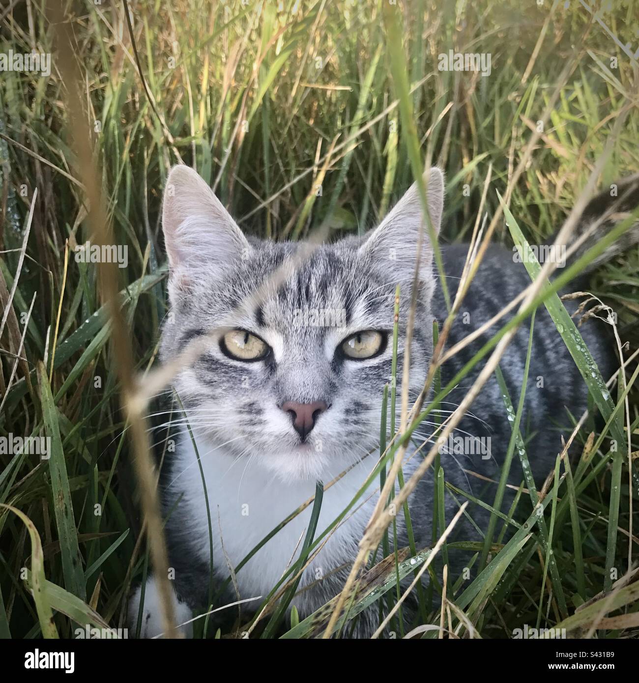A house cat hunting in the long grass at the bottom of a family garden - Smartphone Captured Stock Image