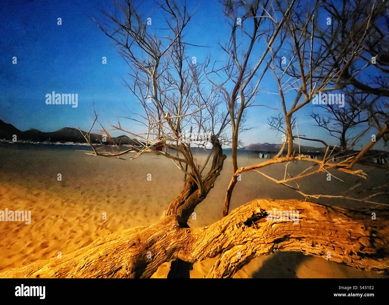 Tree on the beach at dusk - Smartphone Captured Stock Image