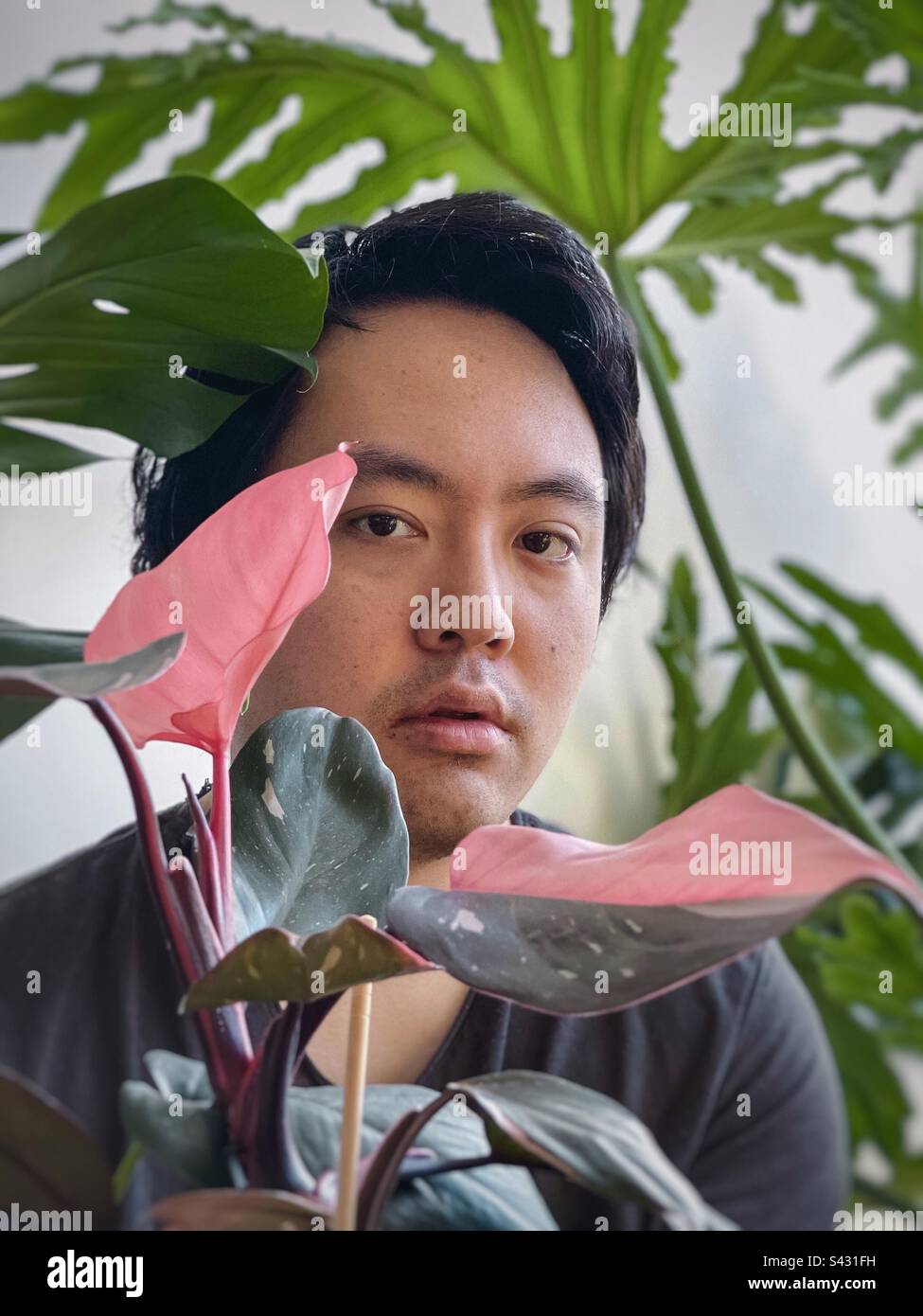 Portrait of young Asian man holding a pink princess philodendron houseplant and framed by monstera and philodendron plants. - Smartphone Captured Stock Image
