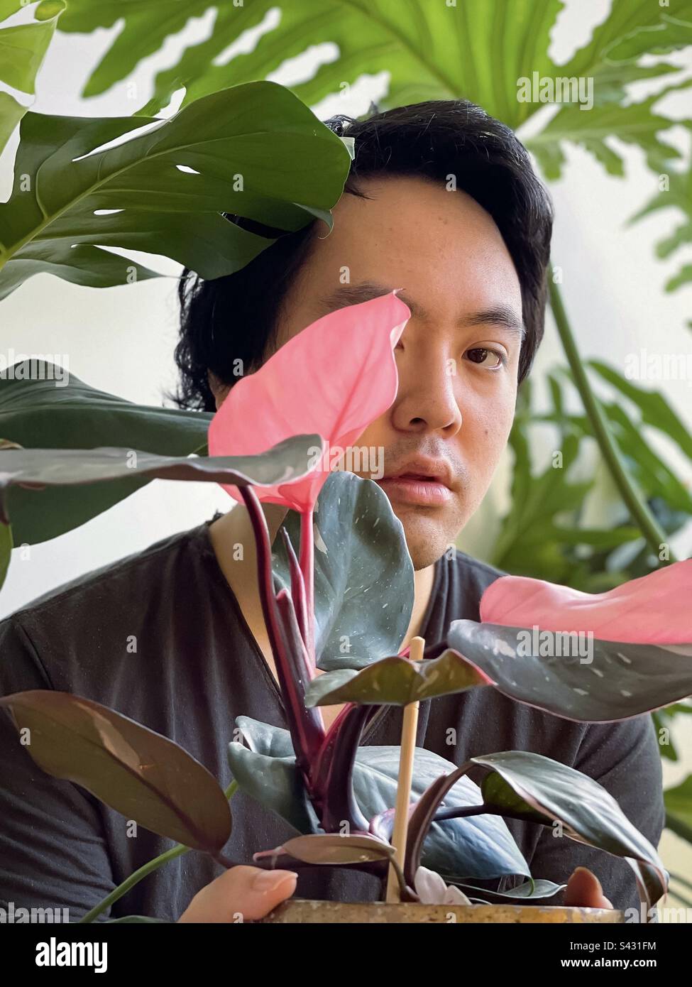 Portrait of young Asian man holding a pink princess philodendron houseplant while framed by monstera and philodendron houseplants. - Smartphone Captured Stock Image