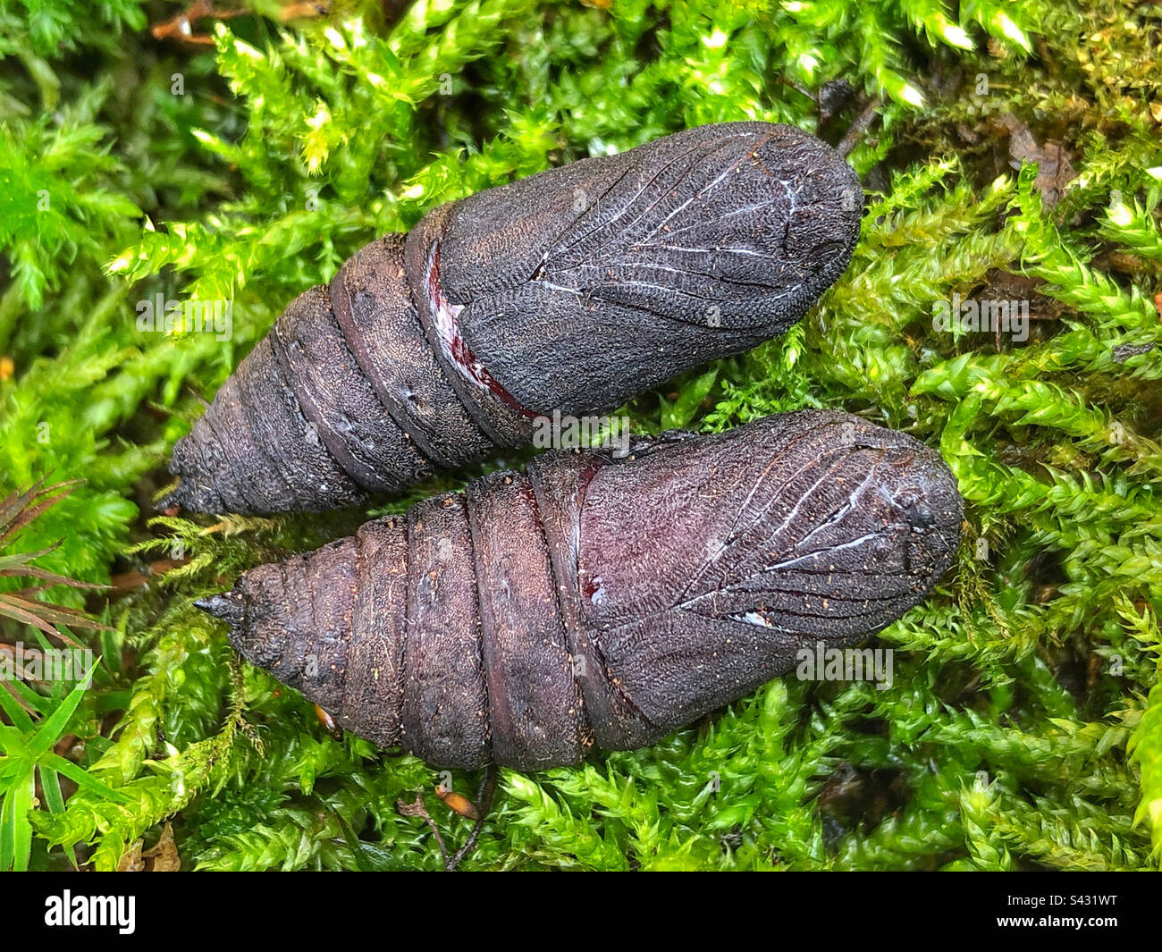 Poplar hawk-moth (Laothoe populi) male and female pupae - Smartphone Captured Stock Image