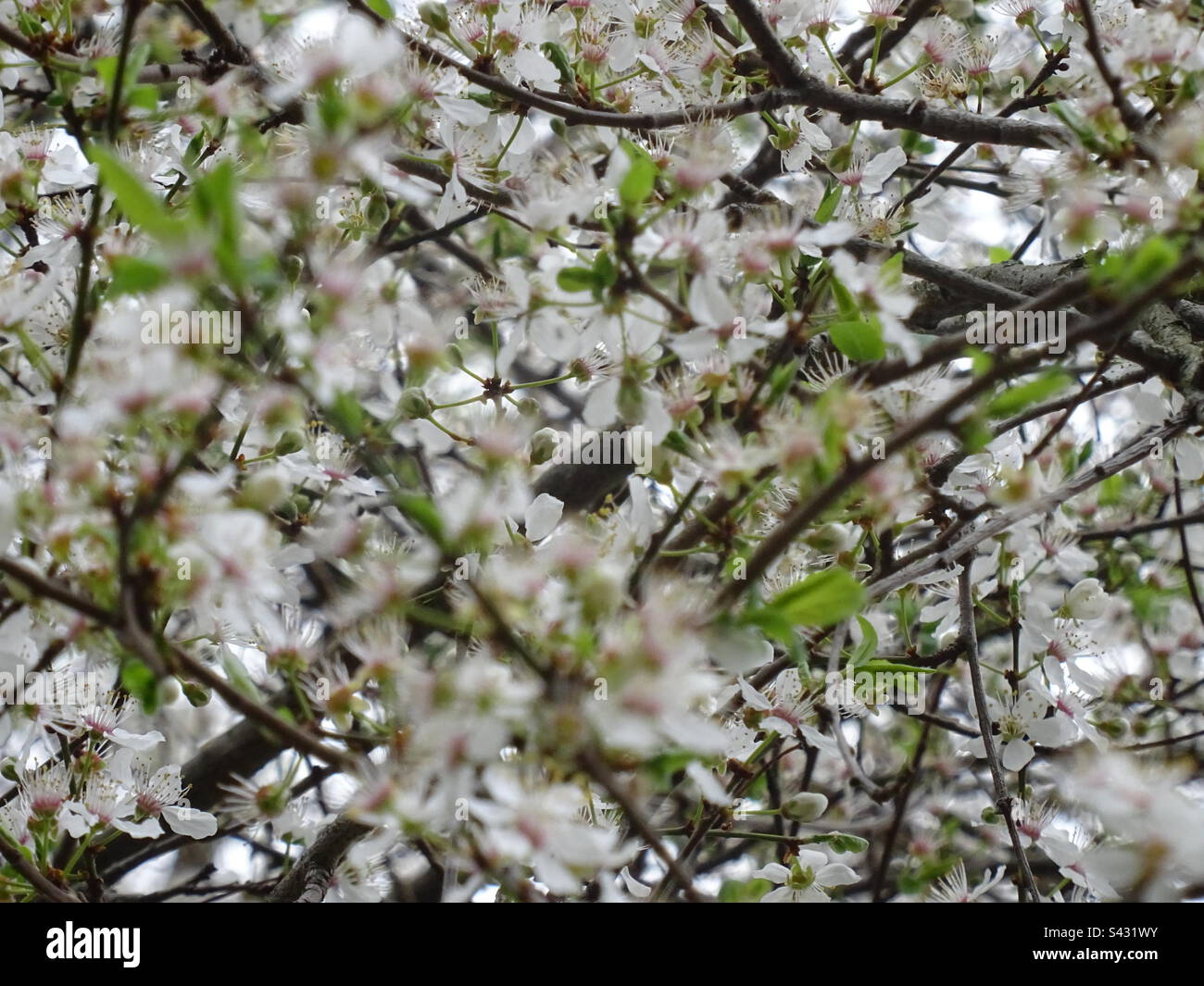 White and pale skin of Yoshino Cherry Blossom Stock Photo