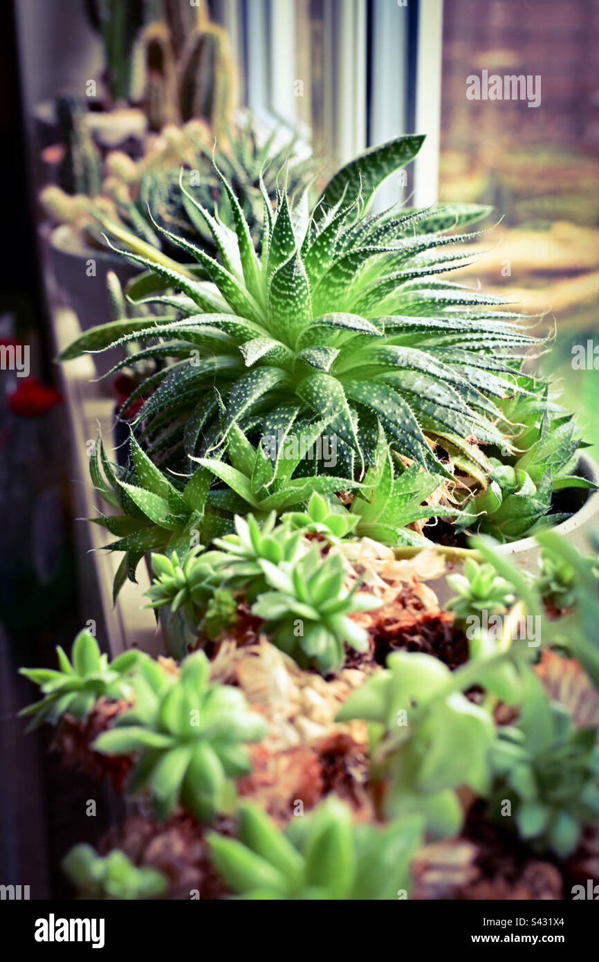 Various types of cacti on a windowsill in a kitchen in a UK home - Smartphone Captured Stock Image